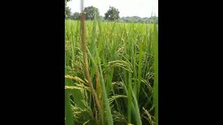 puri mat me dhan laga he video pura dekho 🚜 shortvideo tractorskiduniya tractorlovers [upl. by Llehsram]