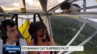 Yes This is Video of a Flying Cat [upl. by Lali961]