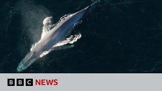 Blue whales return to tropical haven  BBC News [upl. by Ymirej759]