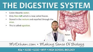 The Digestive System  GCSE Biology 91 [upl. by Saito131]