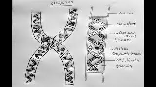 SPIROGYRA DRAWING [upl. by Riaj]