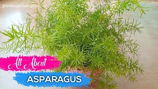 All About Asparagus  How To Grow And Care Asparagus Fern  How To Fertilize Asparagus Fern [upl. by Anaert769]