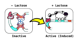 Lactose Lac Operon an inducible operon deepdive video [upl. by Angus960]