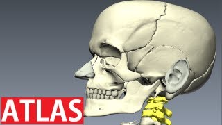 Atlas Anatomy  Cervical Vertebrae Anatomy  Neck Anatomy [upl. by Olimpia613]