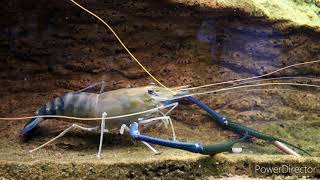 Giant freshwater prawn  Macrobrachium rosenbergii  documentary [upl. by Eyahc]