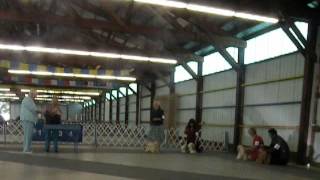 Twin Cities Lhasa Apso Club Specialty match Thursday [upl. by Enilra]