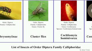 List of Insects of Order Diptera Family Calliphoridae lucilia chrysomya pollenia calliphora floor [upl. by Leinto]