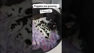 Puppy Fix Puppies with Mama pets doglover puppyfix puppies puppyspot puppy Biewer [upl. by Nap]