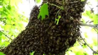 Understanding Honey Bee Swarms [upl. by Cacilia]