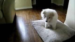 Adorable Samoyed Puppy [upl. by Huston]