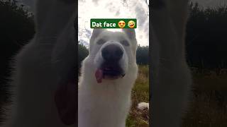 Look at Ivans adorable face funnydogfails funny cutedog pets [upl. by Einrae]