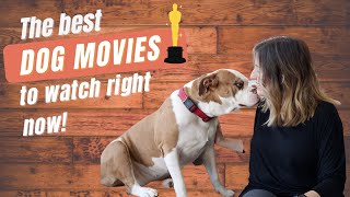 My Top 25 Dog Movies  Part of my DREAM JOB as Director of Doggie Flicks at Pettable [upl. by Devy]