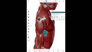 Snapping Scapula Syndrome amp Scapular Dyskinesis [upl. by Parhe]