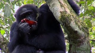 Chimpanzee Cannibalism  Planet Earth  BBC Earth [upl. by Sikleb848]