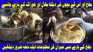 Duck duck  Duck food  Duck feed  Batakh ke bacchon ki khurak  Big duck and Small duck food plane [upl. by Aihtiekal234]