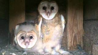 Fiesty Baby Barn Owls [upl. by Pogue419]