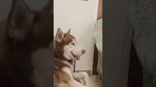 Oreo TV dekh raha hai aur gane Sun Raha hai husky oreothehusky funny viralvideo shorts pets [upl. by Lorrac]