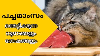 പച്ച മാംസം കൊടുക്കണോ വേണ്ടയോ  pros And Cons of Row Diet For Cats Malayalam [upl. by Ogeid]