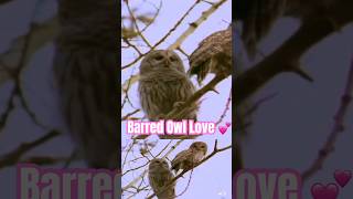 BARRED OWL Pair Courtship Flights🦉Mating Season Action Shots of Owls Filmed at 500fps  Canada Wild [upl. by Duwad216]