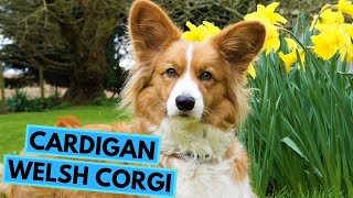 Cardigan Welsh Corgi  TOP 10 Interesting Facts [upl. by Ahsiena387]