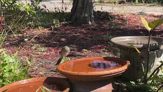 Singing Honeyeater [upl. by Namas]