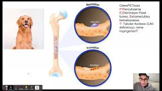 Osteopetrosis [upl. by Netsua]