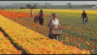 Tulpen Koppen Noordwijk 20409 [upl. by Wasson818]