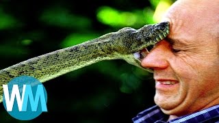 Top 10 des serpents les plus DANGEREUX du monde [upl. by Ahsaenat]