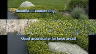 DeerProof Plumbago  Fast Growing Groundcover [upl. by Brod]