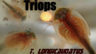 Triops Birth Life and Death  Hatching T longicaudatus [upl. by Ravo172]