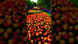 KEUKENHOF NETHERLANDS [upl. by Gitel]