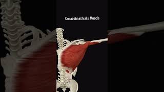 coracobrachialis musclethephysiodoctoranatomyphysioworldhumanbodyfootphysiotharapist [upl. by Godiva911]