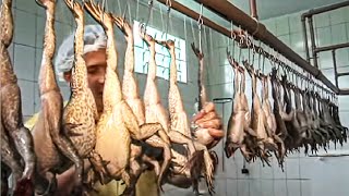 How Asian Farmer Raising Millions of Frogs and Harvest  Frog Meat Processing in Factory  Frog Farm [upl. by Chelsy]