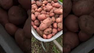 Look at this potato harvest [upl. by Aros]