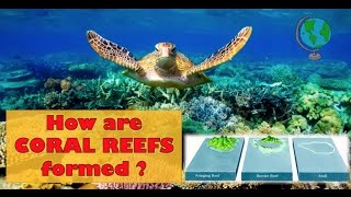 How Coral Reefs are formed  labelled diagram and explanation [upl. by Mame]