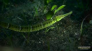 Different pipefish species  Underwater Canaries [upl. by Hosfmann922]