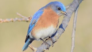 Eastern bluebird call  song  sounds [upl. by Esilram]