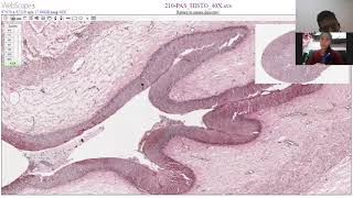 Clase Practica de Histología Sistema Urinario de los mamíferos y aves UAGRM  FCV  MVZ [upl. by Willner]