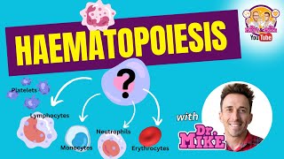 Hematopoiesis  Erythropoiesis [upl. by Inalej170]