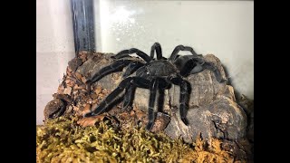 Waking the Krachen A Rehousing [upl. by Banebrudge]