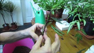 Potting cuttings of Ruellia brittoniana [upl. by Eseilenna]