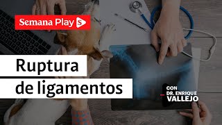 Ruptura de ligamento cruzado en perros  Enrique Vallejo [upl. by Neirb]