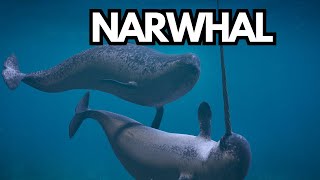 Mysterious World of Narwhals Unicorns of the Sea [upl. by Ankeny]