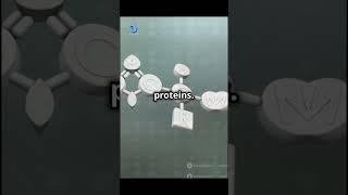 What are amino acids shorts short AminoAcids Biochemistry proteinstructure [upl. by Ilarrold]