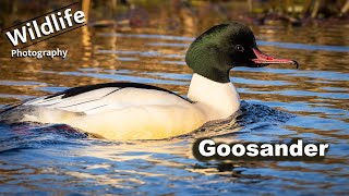 Nature Photography  Goosander Common Merganser  UK Wildlife 4K [upl. by Atahs]