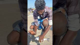 Wow 🤩 Absolutely Crazy Crazy 😜 Fishing 🎣  Fish caught in pamban bus bridge shorts [upl. by Enom]