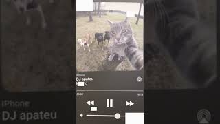 Lagu DJ kucing 🐈🐱catdjcatoriginal [upl. by Pavyer]