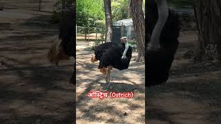 Ostrich feather  ऑस्ट्रिच पक्षी  ostrich cutebirds ytshorts [upl. by Amerak894]