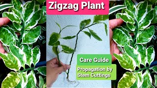 Euphorbia Tithymaloides  Zigzag Plant Propagation amp Care Guide [upl. by Map]