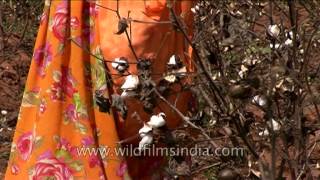 Cotton cash crop farming in Rajasthan [upl. by Franckot972]